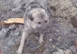 W Norwegii, w miejscu niedawnego osuwiska, ratownicy znaleźli ocalonego psa. Zobacz, co stało się potem