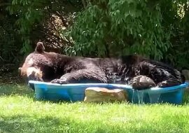 Wideo: niedźwiedź wszedł do basenu dla dzieci