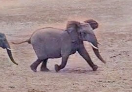 Słonie uczą turystów jak zachowywać się na łonie natury: wideo