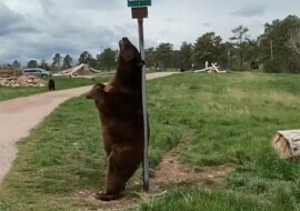 Niedźwiedź znalazł idealną drapaczkę do pleców. Wideo