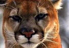 Najrzadszy, zagrożony podgatunek kuguar - kuguar z Florydy