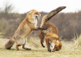 Najlepsze śmieszne zdjęcia zwierząt, finalistów konkursu fotograficznego 2019