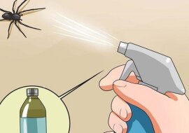 Pozbywanie się pająków, karaluchów i innych insektów w domu raz na zawsze. Zobacz jak