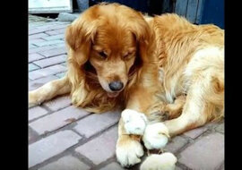 Retriever adoptował kurczaki i opiekuje się nimi na wszelkie możliwe sposoby. Niesamowita rodzina