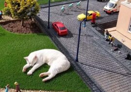 Kot zasnął na makiecie i stał się bohaterem memów