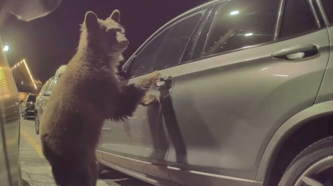 Co myślisz o przejażdżce? Przypadkowe nagranie przedstawiające niedźwiedzia zrobiło wrażenie na użytkownikach
