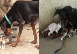Osierocone kocięta otrzymały przybraną matkę rasy doberman
