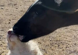 Niezwykła przyjaźń cielaka ze szczeniakiem. Wideo