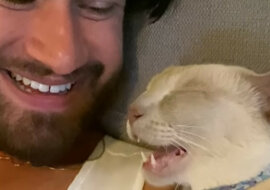 Kot rozmawiający we śnie rozbawił użytkowników sieci