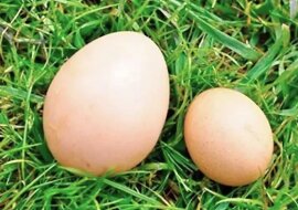 Jakie jajka lepiej kupować, duże czy małe?