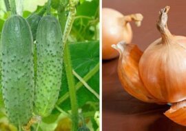 Łupina z cebuli dla ogórków. Skuteczny sposób na zwiększenie plonów