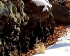 Fotopułapka w parku narodowym „Ziemla leoparda” uchwyciła trzy gatunki kotów