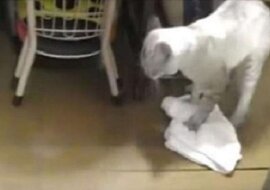 Ten filmik podbił Internet: kot myje podłogę i drwi z niechlujnego właściciela