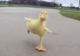 Mężczyźnie udało się nagrać przesłodkie zachowanie kaczuszki