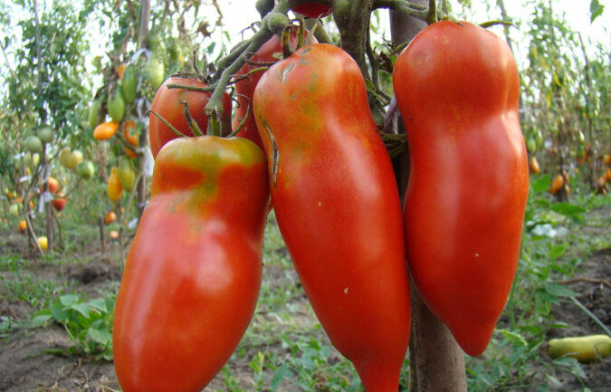 Phytophthora: jak uchronić pomidory przed zarazą ziemniaka