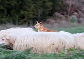 Przyłapali psa pasterskiego. Jego rodeo zaskoczyło właścicieli