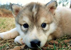 Znaleźli szczeniaka i zaczęli karmić. Rok później zdali sobie sprawę, że wyrósł z niego wilk