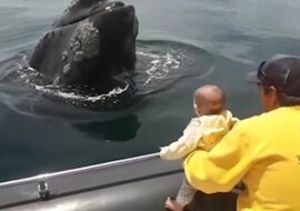 Wieloryb bawi się z dzieckiem w „a kuku”. Niesamowite