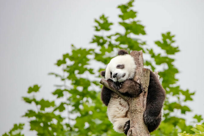 Nie zostawiaj mnie: mała panda nie chciała puścić pracownika Zoo. Została gwiazdą
