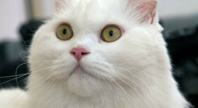 „Nazwijcie go Poducha”: kot, utuczony ponad miarę, został porzucony w schronisku