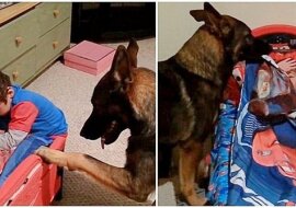 Pies modli się ze swoim małym człowiekiem i kładzie go każdej nocy do łóżka. Wideo