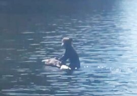 Na kanadyjskiej rzece uwagę turystów zwróciła niedźwiedzica pływająca z niedźwiadkiem uwieszonym na szyi