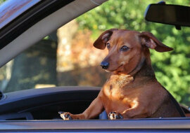 Wszystkich ugryzę: pies znalazł sobie zabawne zajęcie podczas długiej podróży. Wideo