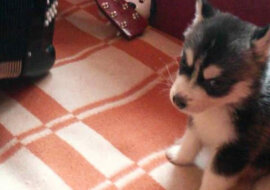 Zostawiliśmy ojcu psa w prezencie. Baliśmy się, że odda z powrotem. Pewnego razu odwiedziliśmy go i zobaczyliśmy coś takiego