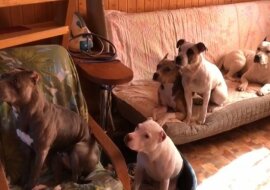 Myślisz, że masz posłusznego psa? To zobacz jak wychował swoje ten gościu