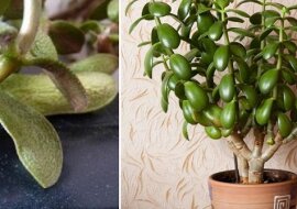 Jak sprawić, by drzewo pieniędzy zakwitło