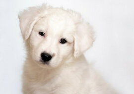 Mały szczeniak zadziwił użytkowników Internetu. Wideo