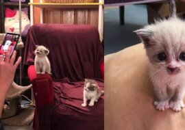 Kociątko uśmiechnięte podczas sesji zdjęciowej sprawiło, że zakochał się w nim cały Internet