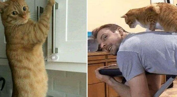 Kocia łapka - kiedy koty nie przeszkadzają, lecz pomagają w domu