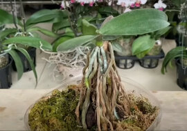 Łatwy sposób na uratowanie pozbawionego liści storczyka