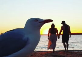 Dzięki mewie romantyczny filmik ludzi zmienił się w bardzo popularny content – to bardzo zabawne