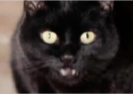 Zobacz, co się stanie, jeśli będziesz spać z kotem w jednym łóżku. Zawsze to przeczuwałam, ale w końcu nauka to potwierdza