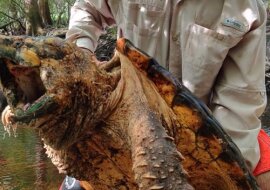 Mocne, gryzące i wcale nie miłe – przerażające odkrycie naukowców z Florydy