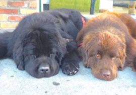 Zaadoptowali parę zwykłych psów. Ale nie powiedzieli im, że będą tak duże