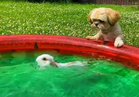 Pies pomyślał, że króliki toną i zaczął je ratować. Wideo