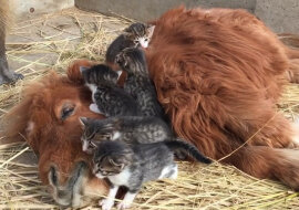 "Cielę to idealna opiekunka dla kociąt!". Wideo