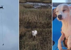 Pachnąca parówka i dron: przepis na uratowanie psa