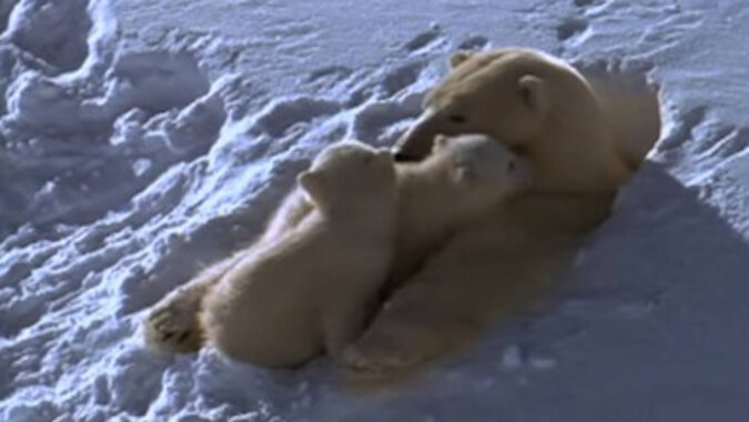 Wideo: Niedźwiedzica polarna i jej młode wychodzą z gawry po raz pierwszy