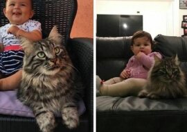 Futrzana niania: duży kot pojawił się na farmie i stał się prawdziwym przyjacielem dla noworodka