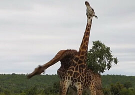 Olimpiada zwierząt: wideo z afrykańskiego parku narodowego