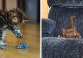 Kiedy twój kot jest zapalonym myśliwym: zestaw bardzo uroczych i zabawnych zdjęć zwierząt domowych