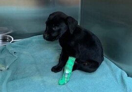 Głuchy mężczyzna zaadoptował niesłyszącego szczeniaka, którego nikt nie chciał zabrać ze schroniska