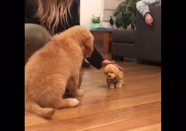 Golden retriever był zazdrosny o swojego właściciela o szczeniaka-zabawkę. Wideo