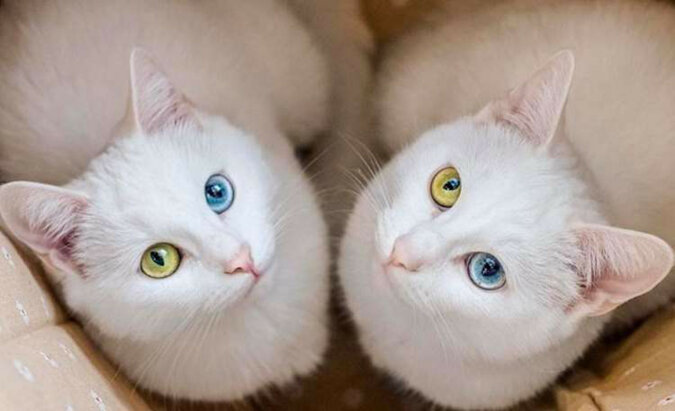 Chłopak nie mógł rozdzielić rodzeństwa, a teraz kotki stały się ulubienicami Internetu