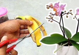 Jak zrobić prosty, naturalny i skuteczny nawóz ze skórki banana