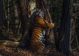 Zdjęcie rosyjskiego fotografa otrzymało główną nagrodę w kategorii Wildlife Photographer of the Year